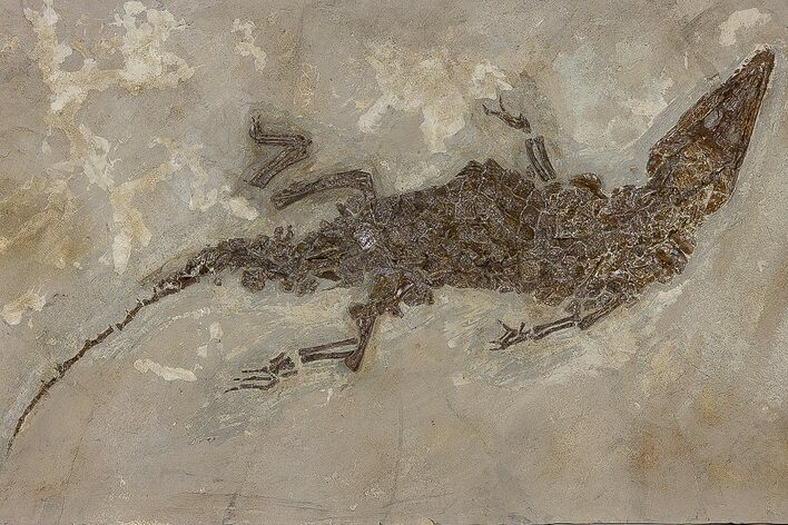Fossil Alligatoroid (Diplocynodon) - Museum Quality #240309